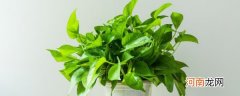 家中的盆栽绿萝出现烂根怎么处理 家中的盆栽绿萝出现烂根的解决方法