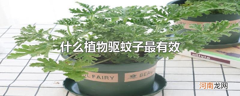 什么植物驱蚊子最有效