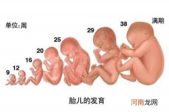 怀孕20周胎儿图男孩子
