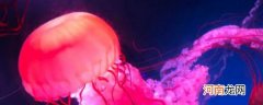 海月水母怎么养 海月水母的养殖技巧