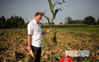 什么是转基因玉米 转基因玉米的危害有哪些