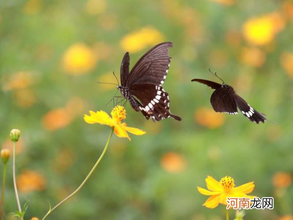 蝴蝶能不能飞到云上 蝴蝶可以飞到白云上吗