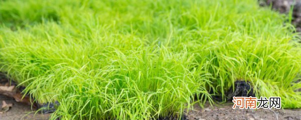红波水草怎么养 红波水草的养殖技巧