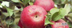 苹果树的养殖方法和注意事项 如何养殖苹果树