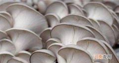 十种常见可食用蘑菇 蘑菇的种类有哪些？
