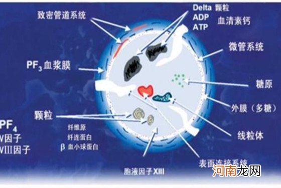 tct检查是什么 原来是最熟悉的它的英文缩写