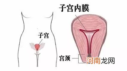 内膜薄吃什么水果补得最快