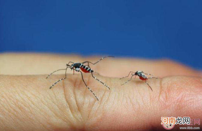 下雨天时蚊子|为什么下雨天时蚊子不会被雨滴砸死 蚂蚁庄园6月9日答案介绍