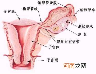 输卵管阻塞是女性不孕的主因吗