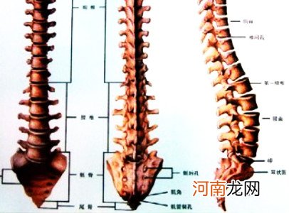 强直性脊柱炎遗传几率有多大