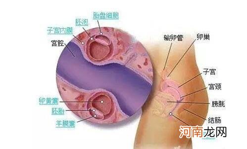 怀孕21周胎儿有多大视频