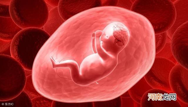 3个胎儿的发育情况 怀孕3个月胎儿长啥样