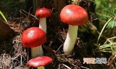 红菇的营养功效以及做法 玫瑰红菇的营养价值