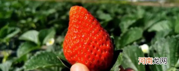 奶油草莓怎么种植 奶油草莓如何种植