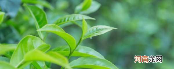 茶树种子要怎么种植 茶树种子要如何种植