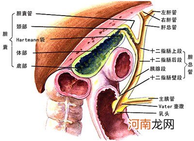 萎缩性胃炎艾灸位置图