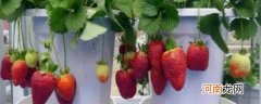 室内草莓怎么种植 如何种植室内草莓