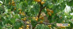 杏树怎么种植 杏树种子种植方法介绍