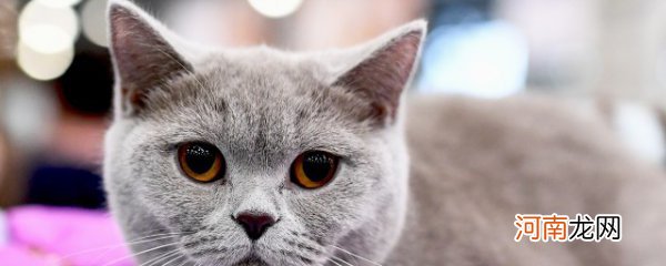 英国短毛猫应该怎么喂养 英国短毛猫应该如何喂养