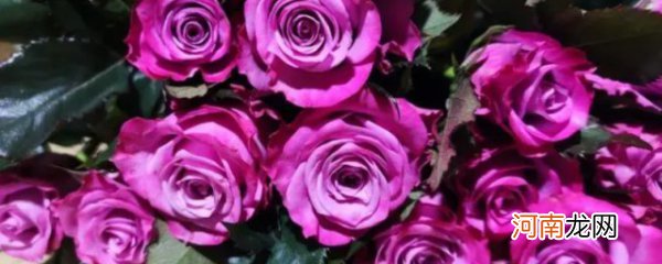 玫瑰种类名称及花语 玫瑰种类名称及花语有什么