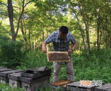 椴树蜜多少钱一斤才是真的 椴树结晶蜂蜜怎么辨别真假