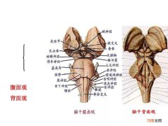 头部神经一抽一抽的痛