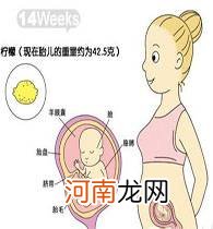 怀孕22周胎儿在肚子什么位置
