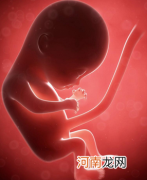 美媒：海豚或可“看见”孕妇腹中胎儿