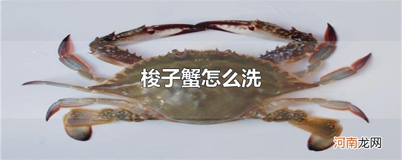 梭子蟹怎么洗