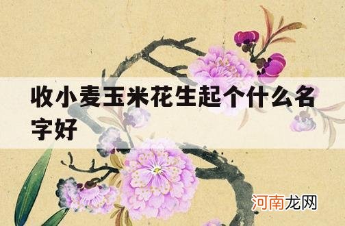 收小麦玉米花生起个什么名字好_玉米花又叫什么名字