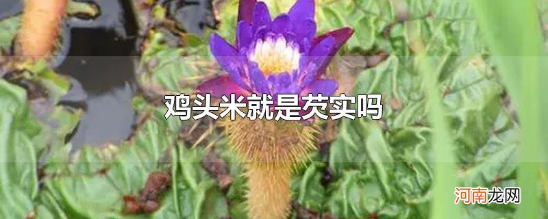 鸡头米就是芡实吗