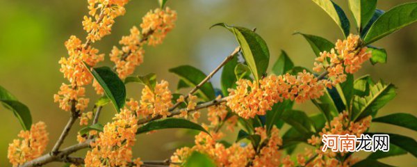 桂花叶子发蔫怎么办 桂花叶子发蔫的原因及解决方法