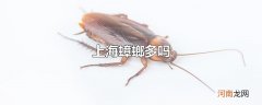 上海蟑螂多吗