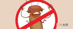 蟑螂的天敌是谁 蟑螂的天敌是什么
