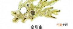 变形虫是真核生物还是原核生物 变形虫是真核生物吗