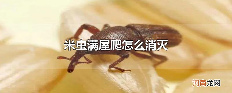 米虫满屋爬怎么消灭