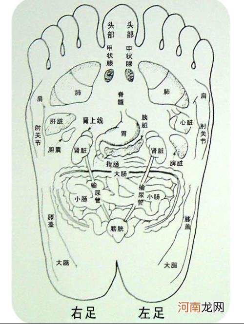 脚上的穴位图