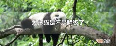 大熊猫是不是降级了