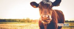 牛的内涵意义有哪些 牛的内涵意义有哪些呢
