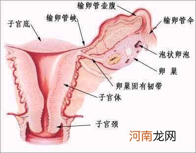 吃中药能通输卵管吗