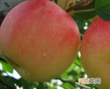 中秋国庆双节孕妈多吃4大水果