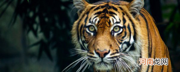 虎的象征意义 虎的象征意义是什么