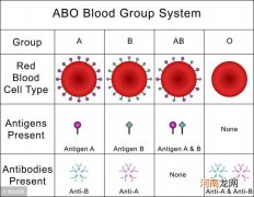 孩子血型对照表 A型血和O型血生的孩子是什么血型