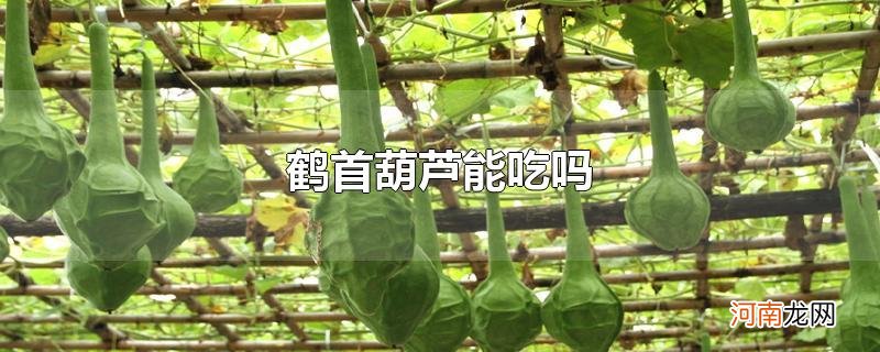 鹤首葫芦能吃吗