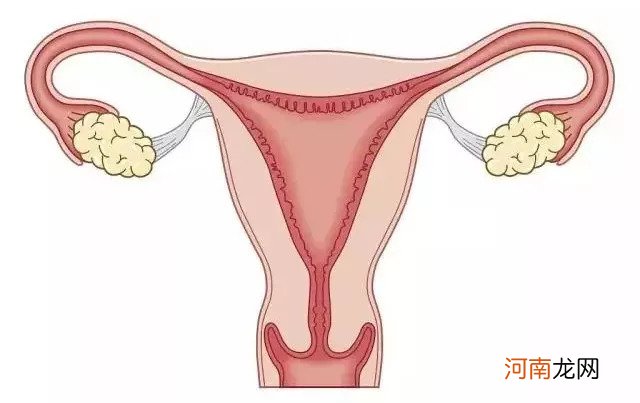 增长子宫内膜的食物有哪些