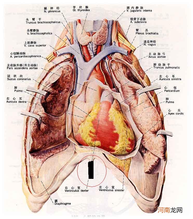 心蔽骨位置示意图