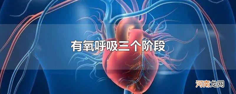 有氧呼吸三个阶段