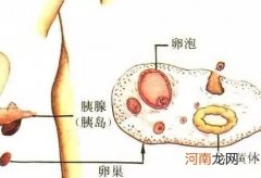 当月怀孕还会排卵吗