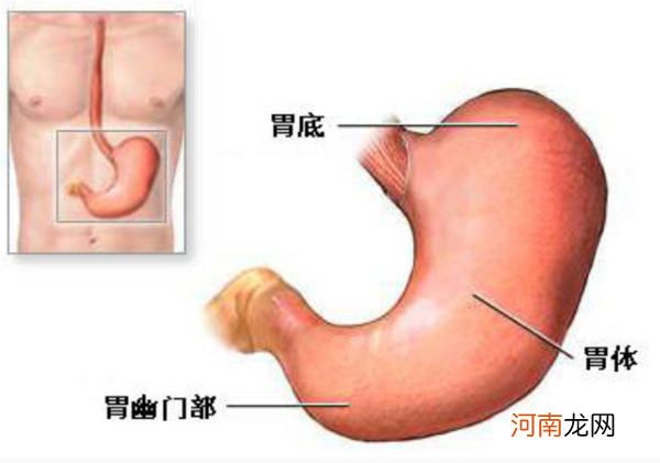 女人的胃位置图片