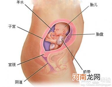 怀孕24周胎儿高清图